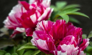 牡丹花什么时候施肥好（牡丹花怎么施肥什么时候施肥）