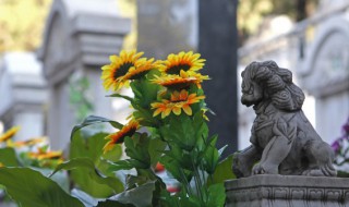 向日葵什么时候开花时间（向日葵什么时候开花）