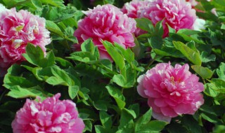 洛阳牡丹节是什么节日 洛阳牡丹节哪天