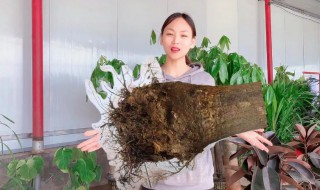 如何防止花卉烂根(盆栽花卉烂根怎么处理)