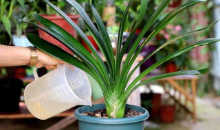 君子兰冬天浇水会不会死（君子兰多久不浇水会死）