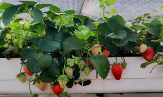 家庭无土栽培草莓怎么养（如何无土栽培草莓）