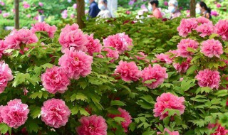 洛阳牡丹节是几月(洛阳牡丹节是几月几号有啥好玩的)