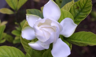 冬天栀子花叶子发黄怎么办（栀子花夏天叶子黄了怎么办）