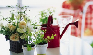 盆栽换盆的最佳时间（花卉换盆最佳时间）