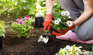 长寿花用什么水浇最好 长寿花适合浇什么水