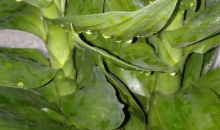 观音竹土培怎样栽（观音竹如何栽培）