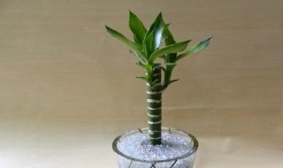 观音竹用什么水养最好 观音竹放什么水适合养