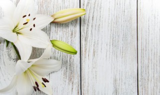 如何给百合花施肥（百合花需要施什么肥）