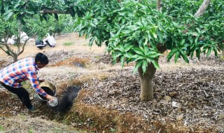 树苗施什么肥料什么时间施肥最好(树苗一般施什么肥料)