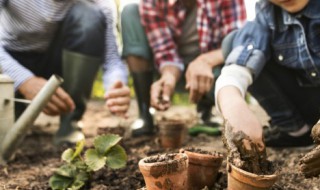 庭院栽植时排水防涝有哪些要求 庭院栽植时排水防涝有哪些要求呢