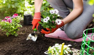 植物细菌杀菌剂有哪些 植物杀菌药有哪些