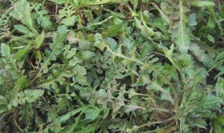 草头是什么季节吃最好(草头的季节)