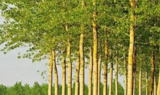 沙培植物有哪些（沙适合种什么植物）