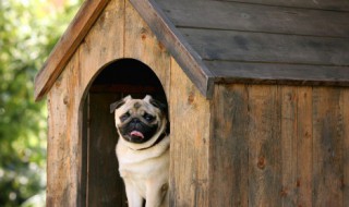 工作犬证有什么用（犬工作证的作用）