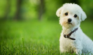 出门有狗追是什么兆头 出门有狗追是什么征兆