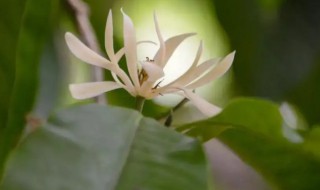 芳香植物有哪些 芳香植物有哪些种