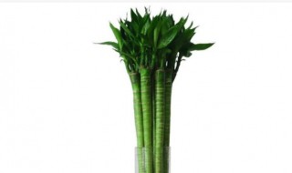 龙竹养几支最旺事业运 属龙人养富贵竹几支最好