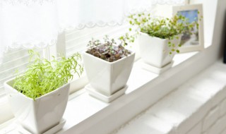 马兜铃科植物有哪些（马兜铃科植物图片）