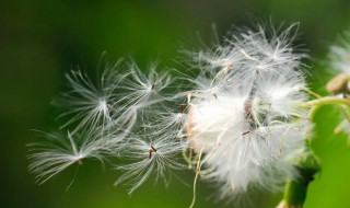 植物妈妈传播种子的方法有哪些 植物妈妈传播种子的方法有哪些?