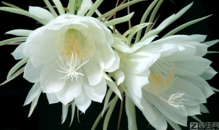 昙花开花有什么兆头（昙花开花的前兆）