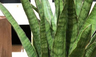 虎皮兰开花有什么兆头（虎皮兰开花是什么兆头）