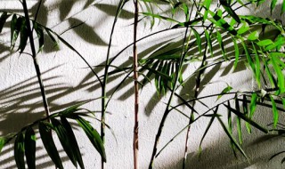 凤尾竹开花有什么兆头 凤尾竹子开花意味着什么