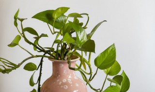 在水里养的花或植物有哪些（养在水里的花有哪几种）