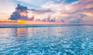 海底植物有哪些（常见的海底植物有哪些）