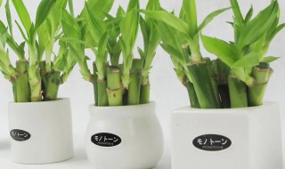 办公室龙竹富贵竹养几支最旺运 属龙的养几支富贵竹最好