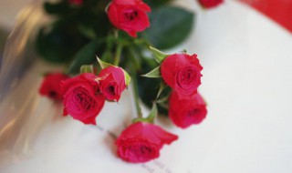 玫瑰开花有什么兆头（玫瑰开花前什么样）