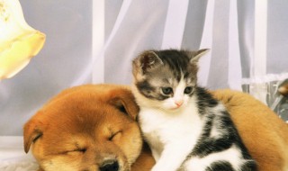 办狗证有什么用 狗狗办证有什么用