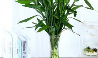 转运竹家里养几支最旺运（转运竹养3支最旺运）