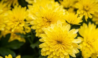 多年生草本植物有哪些 多年生草本植物有哪些品种