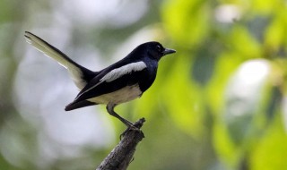 鹊鸲叫有什么兆头（鹊鸲在家门口叫是什么意思）