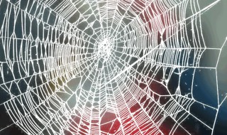 一只大蜘蛛落在身边有什么兆头 大蜘蛛落在身上什么预兆