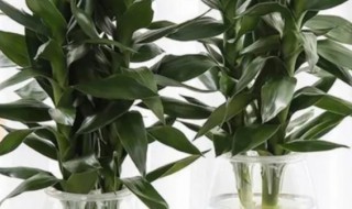 风水阵富贵竹养几支最旺运 富贵竹几个好风水