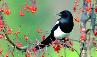 晚上喜鹊叫有什么兆头(夜里喜鹊叫有什么兆头)