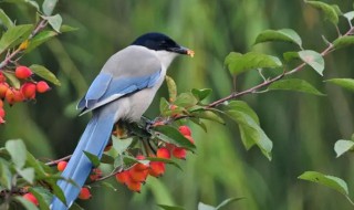 黑喜鹊叫有什么兆头 黑喜鹊怎么叫