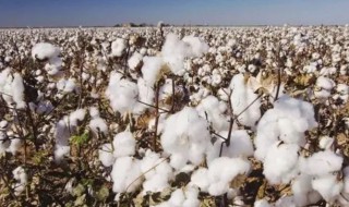 棉花是什么时候传入中国的（棉花何时传入中国的）