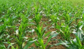 玉米是什么时候传入中国的 土豆,红薯,玉米是什么时候传入中国的