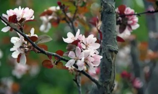 海棠是哪个季节开 海棠是什么季节开