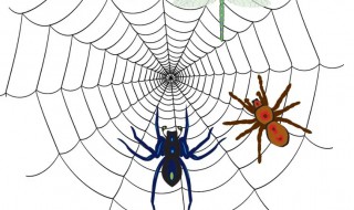 办公室有蜘蛛什么兆头（办公室有蜘蛛是吉是凶）