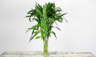 水养富贵竹养几支最旺运财 水养富贵竹养几支最好