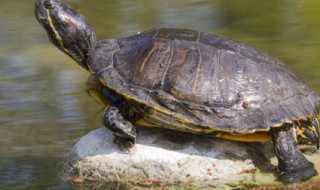 检到的乌龟有什么兆头 捡到乌龟是兆头好吗