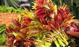 怎么保存香椿芽 怎么保存香椿芽视频视