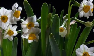 水里生长的植物有哪些 水里生长的植物有哪些?