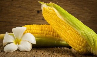 转基因植物有哪些（转基因植物有哪些优点）