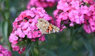 春季植物有哪些 春季植物有哪些?