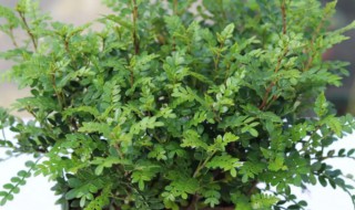 防蚊虫的植物有哪些（有什么防蚊虫的植物）